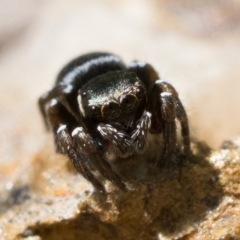 Omoedus marginatus at Tennent, ACT - 29 Oct 2022