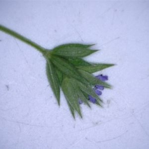 Sherardia arvensis at Hackett, ACT - 29 Oct 2022