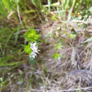 Sherardia arvensis at Hackett, ACT - 29 Oct 2022