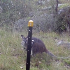 Notamacropus rufogriseus (Red-necked Wallaby) at Kambah, ACT - 30 Apr 2022 by MountTaylorParkcareGroup