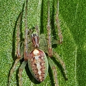 Araneus talipedatus at Gundaroo, NSW - 29 Oct 2022