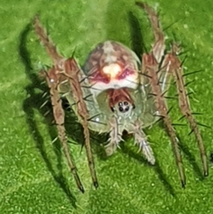 Araneus talipedatus at Gundaroo, NSW - 29 Oct 2022