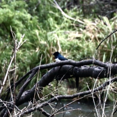 Myiagra cyanoleuca (Satin Flycatcher) at Booth, ACT - 29 Oct 2022 by KMcCue