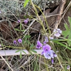 Glycine clandestina (Twining Glycine) at Booth, ACT - 29 Oct 2022 by KMcCue