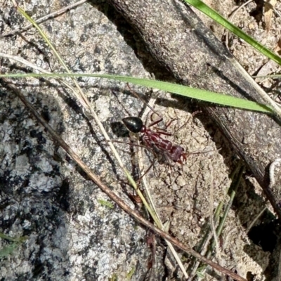 Myrmecia sp. (genus) (Bull ant or Jack Jumper) at Booth, ACT - 29 Oct 2022 by KMcCue