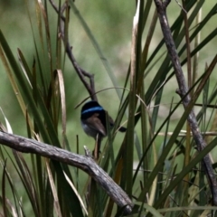 Malurus cyaneus (Superb Fairywren) at Booth, ACT - 29 Oct 2022 by KMcCue