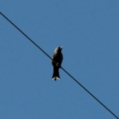 Artamus cyanopterus (Dusky Woodswallow) at Namadgi National Park - 28 Oct 2022 by KMcCue