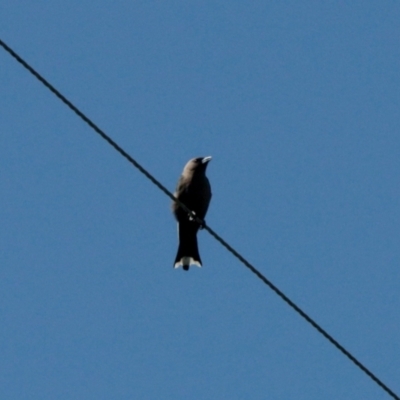 Artamus cyanopterus (Dusky Woodswallow) at Booth, ACT - 28 Oct 2022 by KMcCue