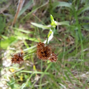 Luzula densiflora at Hackett, ACT - 29 Oct 2022