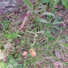 Luzula densiflora at Hackett, ACT - 29 Oct 2022