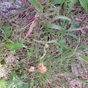 Luzula densiflora at Hackett, ACT - 29 Oct 2022