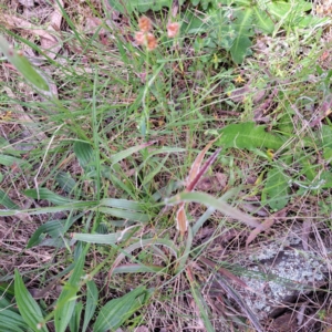 Luzula densiflora at Hackett, ACT - 29 Oct 2022