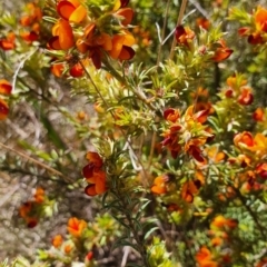 Pultenaea laxiflora (Loose-flower Bush Pea) at Gundaroo, NSW - 28 Oct 2022 by Gunyijan