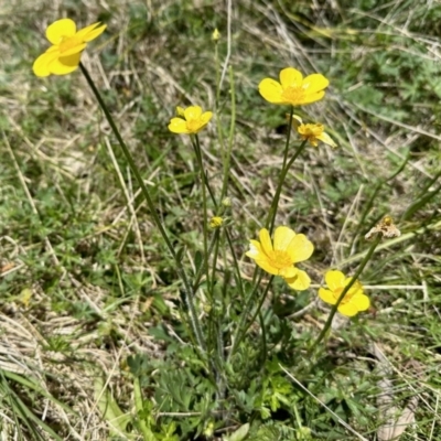 Ranunculus lappaceus (Australian Buttercup) at Booth, ACT - 29 Oct 2022 by KMcCue