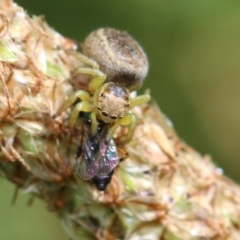 Maratus hesperus at Murrumbateman, NSW - 29 Oct 2022