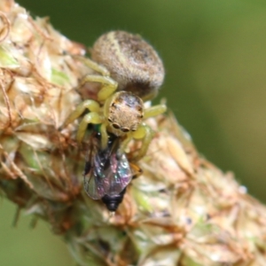 Maratus hesperus at Murrumbateman, NSW - 29 Oct 2022 02:37 PM