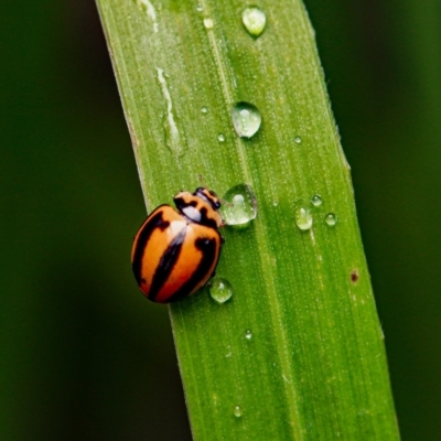 Micraspis frenata (Striped Ladybird) at Murrumbateman, NSW - 29 Oct 2022 by amiessmacro