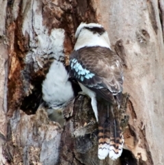 Dacelo novaeguineae at Hughes, ACT - 29 Oct 2022 06:49 PM