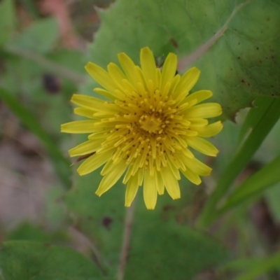 Sonchus oleraceus (Annual Sowthistle) at Boorowa, NSW - 1 Oct 2022 by drakes