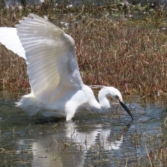 Egretta garzetta (Little Egret) at Fyshwick, ACT - 29 Oct 2022 by RodDeb