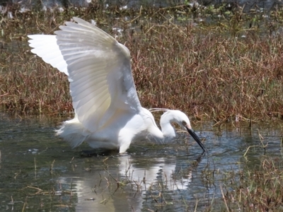 Egretta garzetta (Little Egret) at Fyshwick, ACT - 29 Oct 2022 by RodDeb