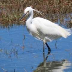 Egretta garzetta at Fyshwick, ACT - 29 Oct 2022 12:45 PM