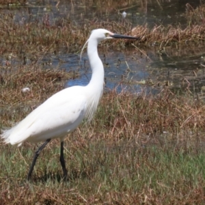 Egretta garzetta at Fyshwick, ACT - 29 Oct 2022