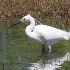 Egretta garzetta at Fyshwick, ACT - 29 Oct 2022 12:45 PM