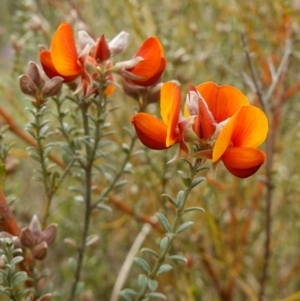 Mirbelia oxylobioides at Stromlo, ACT - 24 Oct 2022