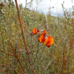 Mirbelia oxylobioides at Stromlo, ACT - 24 Oct 2022 04:57 PM