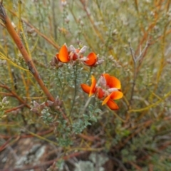 Mirbelia oxylobioides at Stromlo, ACT - 24 Oct 2022 04:57 PM