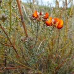 Mirbelia oxylobioides at Stromlo, ACT - 24 Oct 2022 04:57 PM