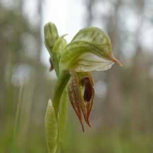 Oligochaetochilus aciculiformis at Stromlo, ACT - suppressed