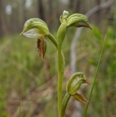 Oligochaetochilus aciculiformis at Stromlo, ACT - suppressed