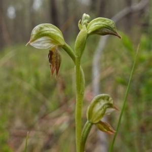 Oligochaetochilus aciculiformis at Stromlo, ACT - 24 Oct 2022