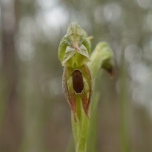 Oligochaetochilus aciculiformis at Stromlo, ACT - suppressed