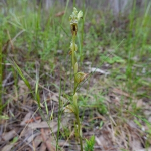 Oligochaetochilus aciculiformis at Stromlo, ACT - suppressed