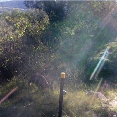 Macropus giganteus (Eastern Grey Kangaroo) at Mount Taylor - 1 May 2022 by MountTaylorParkcareGroup