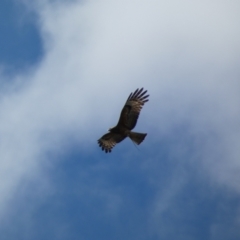 Lophoictinia isura (Square-tailed Kite) at Long Beach, NSW - 28 Oct 2022 by Steve_Bok