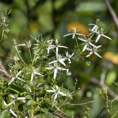 Clematis glycinoides (Headache Vine) at Bargo, NSW - 26 Oct 2022 by Aussiegall