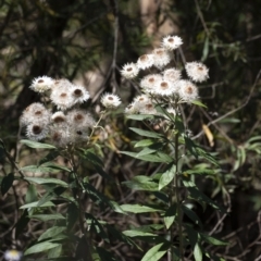 Coronidium elatum subsp. elatum (Tall Everlasting) at Tahmoor, NSW - 26 Oct 2022 by Aussiegall