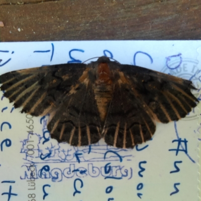 Melanodes anthracitaria (Black Geometrid) at Spence, ACT - 25 Oct 2022 by Watermilli