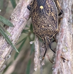 Poecilometis strigatus (Gum Tree Shield Bug) at Lake George, NSW - 29 Oct 2022 by JaneR