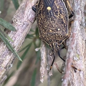 Poecilometis strigatus at Lake George, NSW - 29 Oct 2022