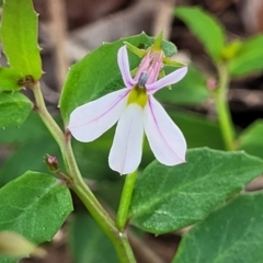 Lobelia purpurascens (White Root) at Nambucca Heads, NSW - 30 Oct 2022 by trevorpreston