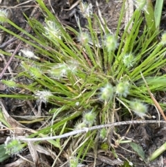 Centrolepis strigosa (Hairy Centrolepis) at Sweeney's TSR - 29 Oct 2022 by JaneR