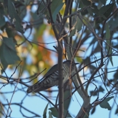 Chrysococcyx lucidus (Shining Bronze-Cuckoo) at Coree, ACT - 29 Oct 2022 by wombey