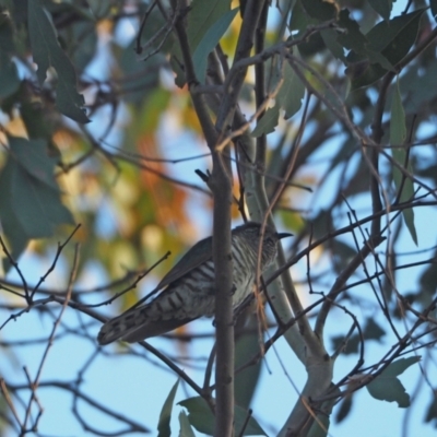 Chrysococcyx lucidus (Shining Bronze-Cuckoo) at Coree, ACT - 29 Oct 2022 by wombey