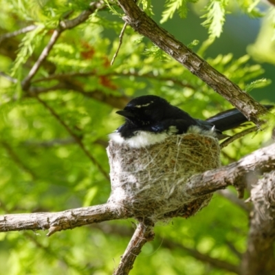 Rhipidura leucophrys (Willie Wagtail) at Commonwealth & Kings Parks - 29 Oct 2022 by pjpiper