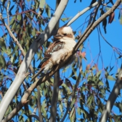 Dacelo novaeguineae (Laughing Kookaburra) at Strathnairn, ACT - 29 Oct 2022 by wombey